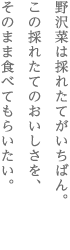 野沢菜は採れたてがいちばん。　この採れたてのおいしさを、　そのまま食べてもらいたい。